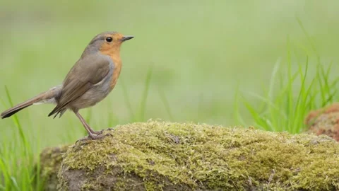 European Robin, (Erithacus rubecula) on a boulder eating mealworms, England, UK Stock Footage 313150450