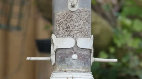 European Robin (Erithacus rubecula) on feeder 库存影片 62745003