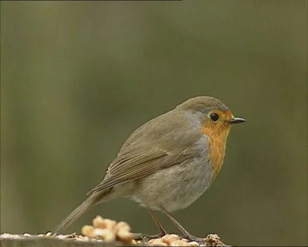 European Robin (Erithacus rubecula)  fluffing up feathers - close up Stock Footage 44843553