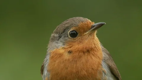 European robin (Erithacus rubecula) Stock Footage 106386444