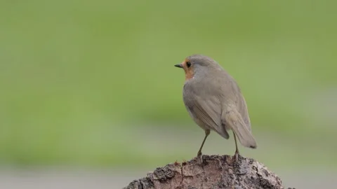 European robin (Erithacus rubecula), Video stock 327492021