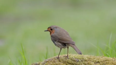 European robin (Erithacus rubecula), Stock-Footage 327492078