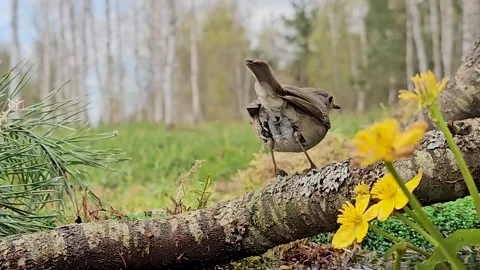 A European robin Erithacus rubecula Stock Footage 334063037