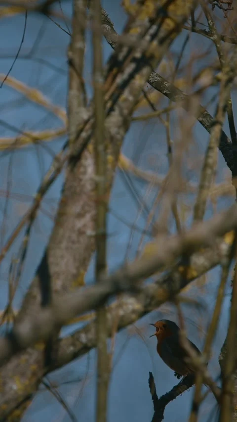 European robin - Erithacus rubecula, Stock Footage 341160306