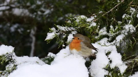 European Robin (Erithacus rubecula) Perched on a Snow-Covered Conifer and Flying Stockbeeldmateriaal 345124412
