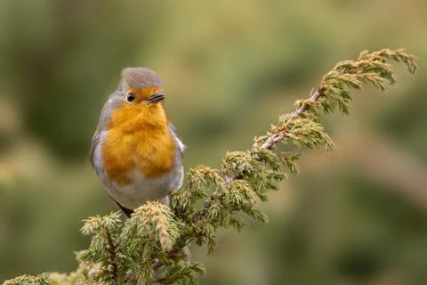 European robin (Erithacus rubecula) perched on a branch Stock Photos