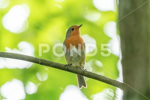 European Robin (Erithacus rubecula) Stock Photos