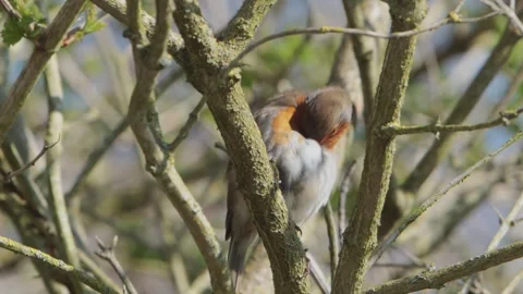 A European Robin, Erithacus rubecula, singing and preening in a small leafless Stock Footage 332627768
