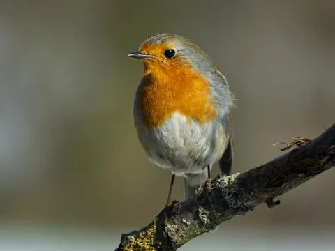 The European Robin (Erithacus rubecula) siting on branch. Stock Photos