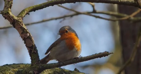 A European robin Erithacus rubecula in slow motion in spring. Stock Footage 338289538