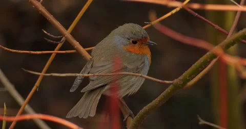 A European robin Erithacus rubecula in slow motion in spring. Stock Footage 338289867