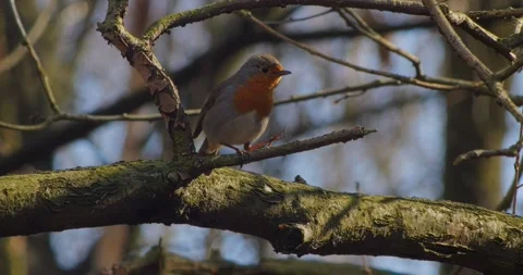 A European robin Erithacus rubecula in slow motion in spring. Stock Footage 338290052