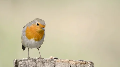 European Robin Video stock 86851553