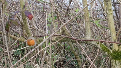 European robin hopping on branches Stock Footage 335300830