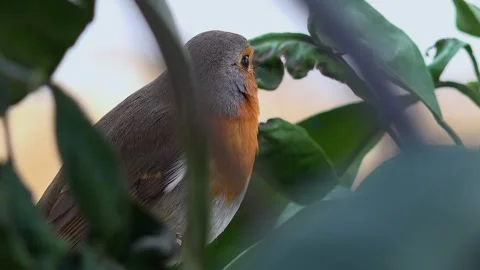 European robin perched on leafy tree branch in daylight, feathers and red breast Stock Footage 339339615