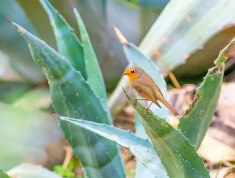 European Robin perched on a plan in Athens Stock Photos