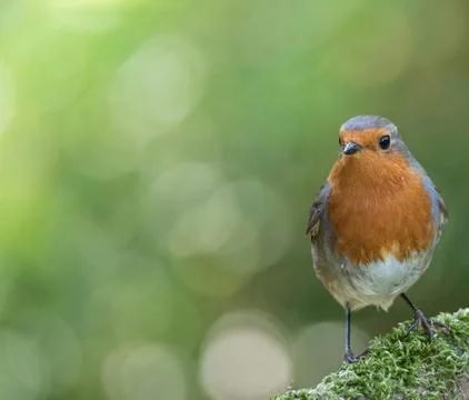 European Robin Perched on Tree Branch Amid Spring Greenery Stock Photos