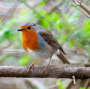 European Robin Perched on Tree Branch Amid Spring Greenery Stock Photos