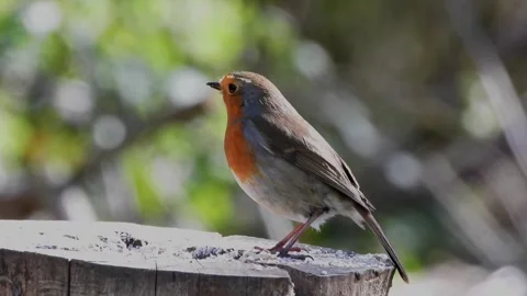 European Robin Perched On A Tree Stump With Orange Breast Stock Footage 337709877