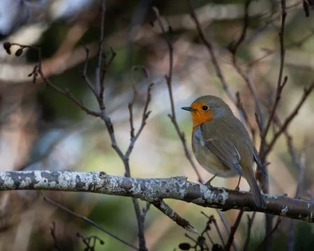 European Robin perching on branch, Erithacus rubecula, Dunbar, Scotland, Un.. Stock Photos