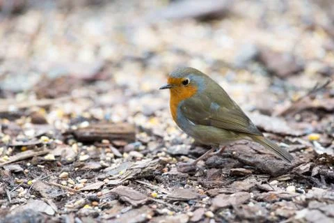 European robin Фото