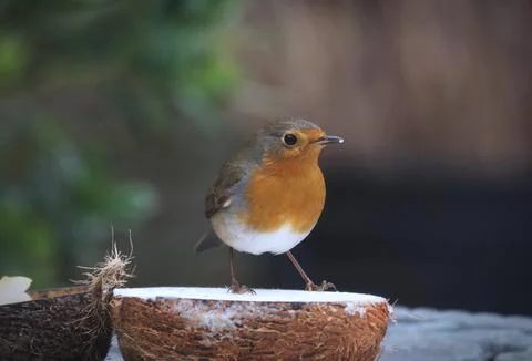 European Robin Foto stock