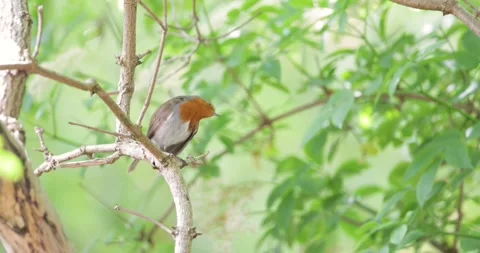 European robin preening on a tree branch Stock Footage 314182250
