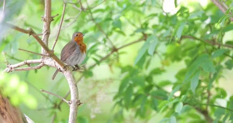European robin preening on tree branch Stock Footage 327558825