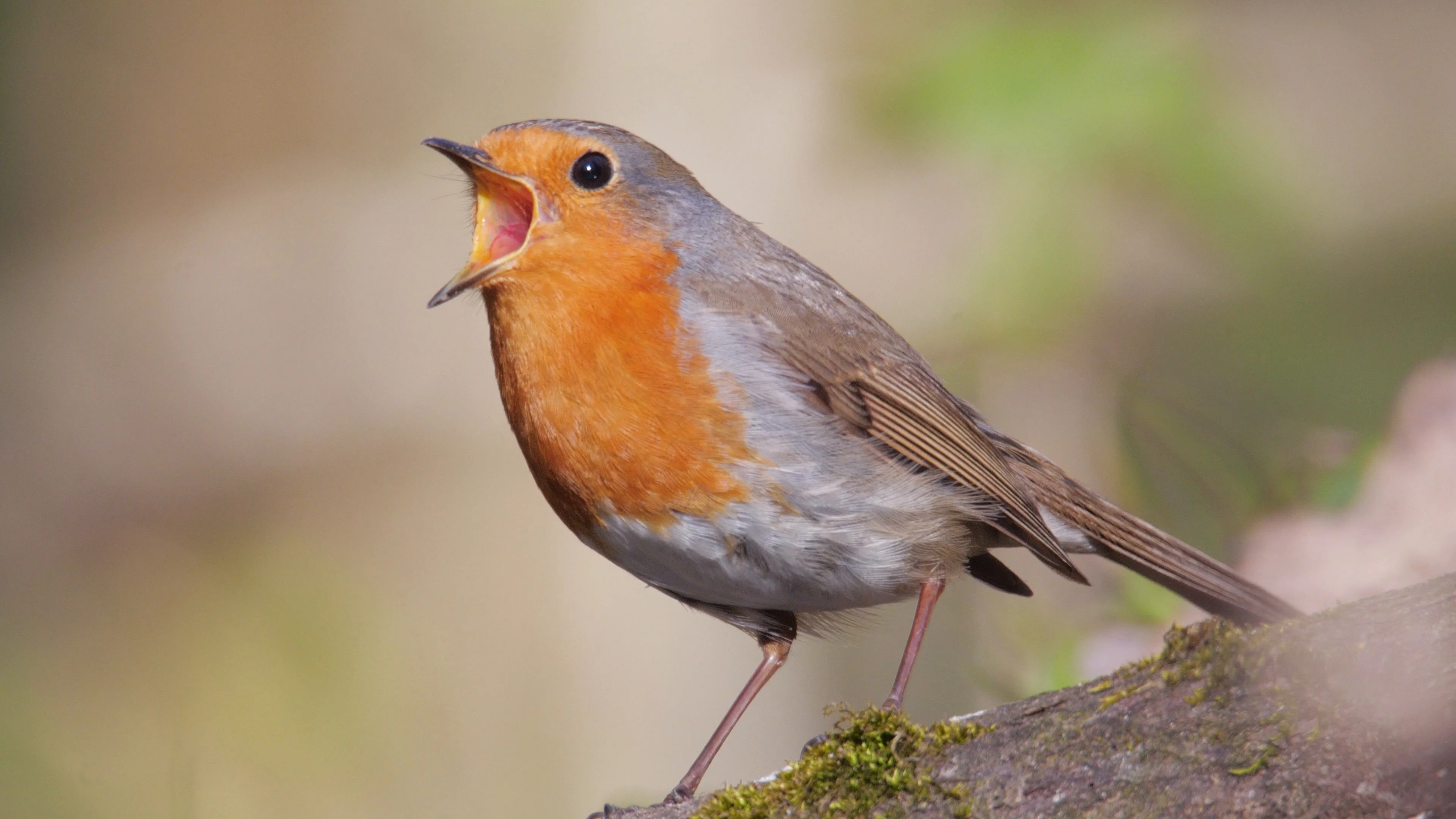European robin. Singing bird in spring. , Stock Video
