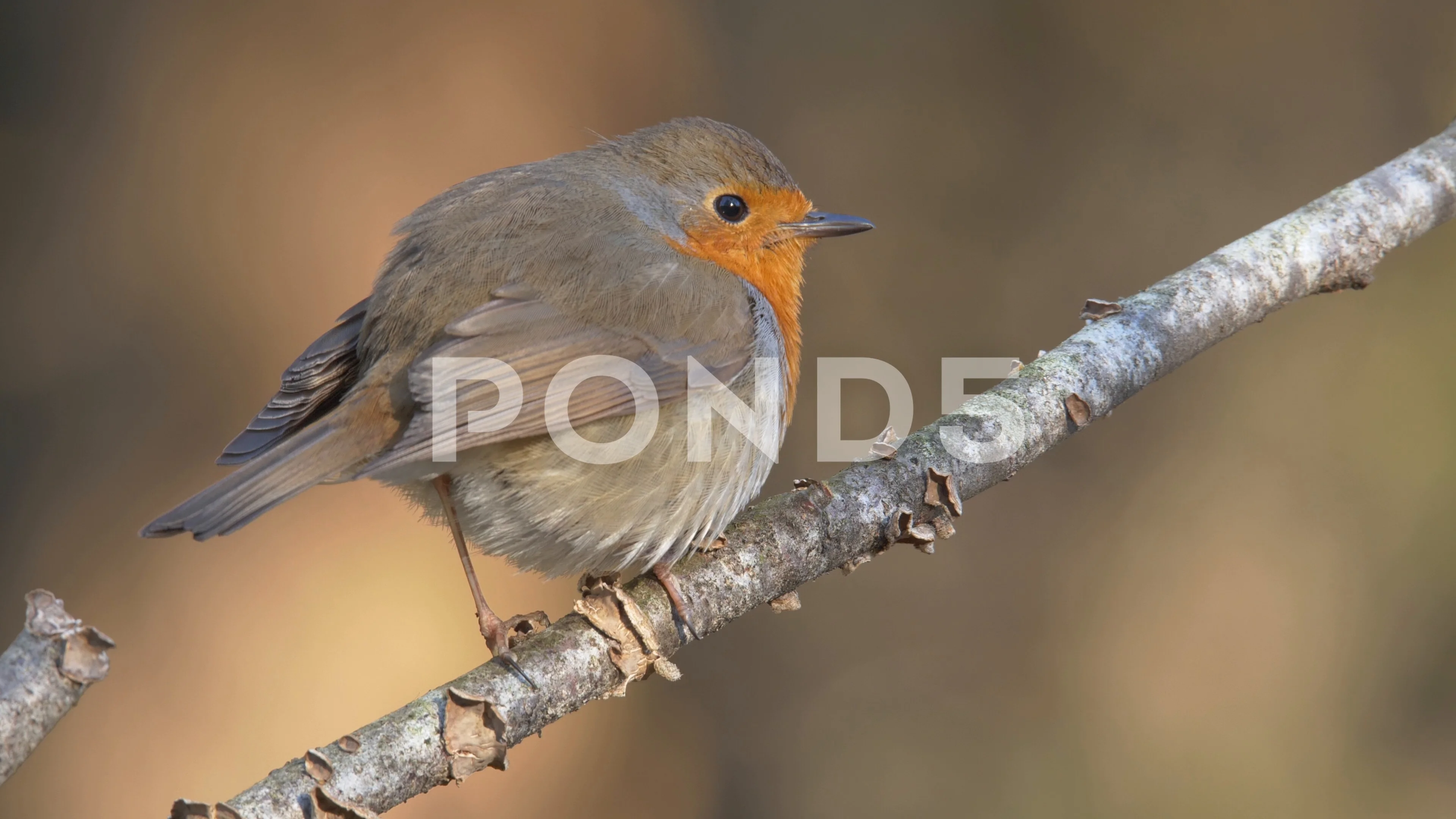 European robin. Singing bird in the spri, Stock Video