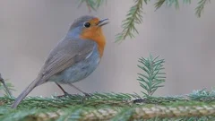 European robin. Singing bird in spring. , Stock Video