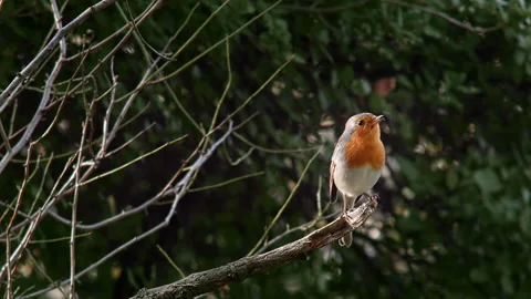 European  Robin Singing Stock Footage 140504732