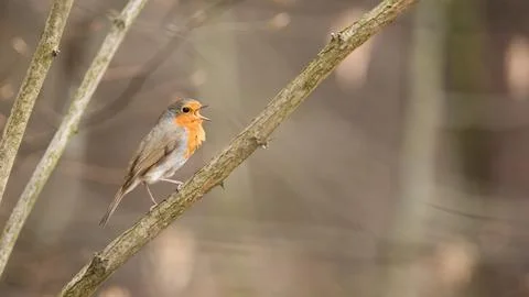 European robin singing on tree in springtime nature Stock Photos