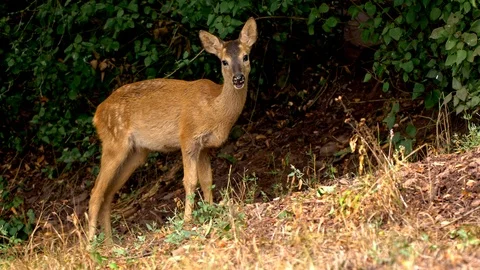 European roe deer (Capreolus capreolus) juvenile feeding Stock Footage