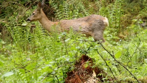 European roe deer Stock Footage 89942937