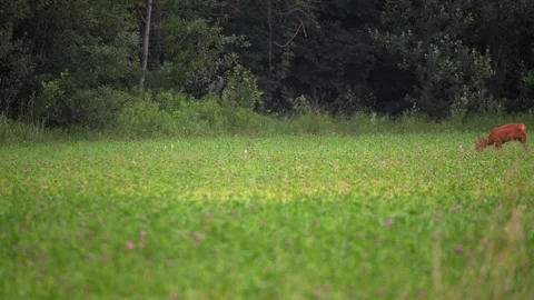 European Roe Deer Walking Through Meadow from Right to Left Stock Footage 336978439