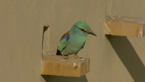 European roller at bricked nesting boxes Video stock 113627038