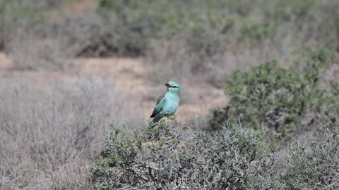 European roller (Coracias garrulus) 库存影片 337500976
