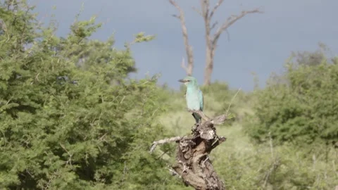 European Roller Perched on Dead Tree Stump in Kruger National Park 動画素材 341574454