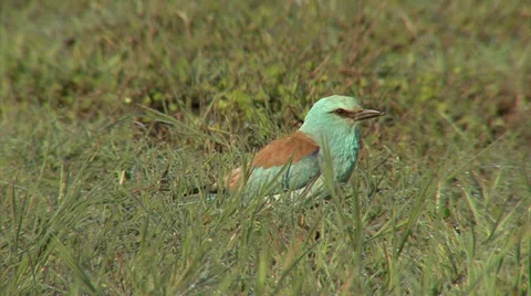 European roller sitting on a branch in spring pasture. Vídeos de archivo 39327067