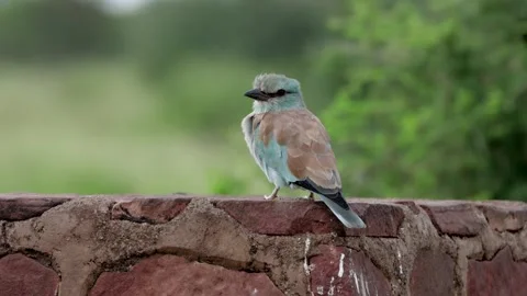 European roller on wall Stock Footage 298817923