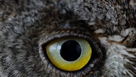European scops owl (Otus scops) Close up blink eye Stock Footage