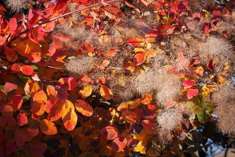  European Smoketree (Cotinus coggygria Scop) in autumn sunshine in East Gr... Stock Photos