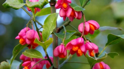 European spindle in fall Stock Footage 57131546