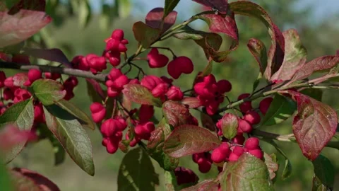 European spindle Stock Footage 321537991
