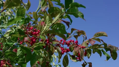 European spindle Stock Footage 321538035