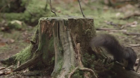 European squirrel in a German forest Stock Footage 161595040
