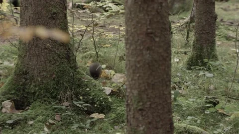European squirrel in a German forest Stock Footage 161595059