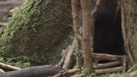 European squirrel in a German forest Stock Footage 161595105