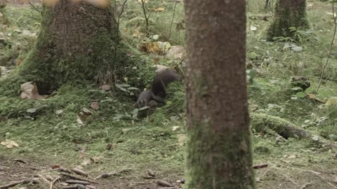 European squirrel in a German forest Stock Footage 161595134